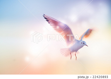 Motion Blur of Dove fly in the air with wings wide 22420893