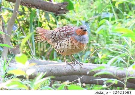 野鳥 コジュケイ 淀川河川敷 大阪府枚方市の写真素材