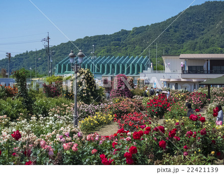 よしうみバラ公園 22421139