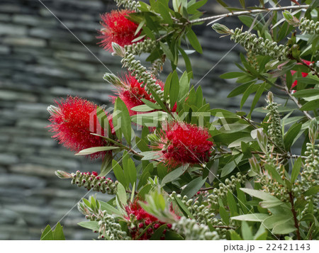 ブラシの木 22421143