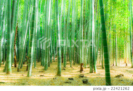 春の竹林 春の竹林 22421262