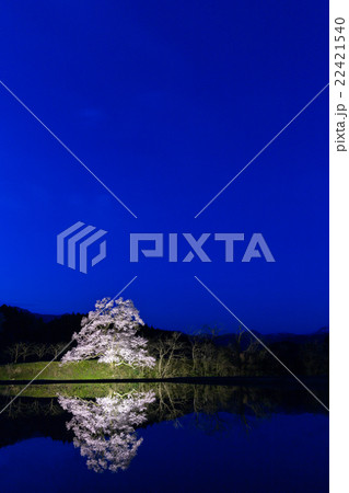 向野エドヒガン夜明け 向野エドヒガン夜明け 22421540