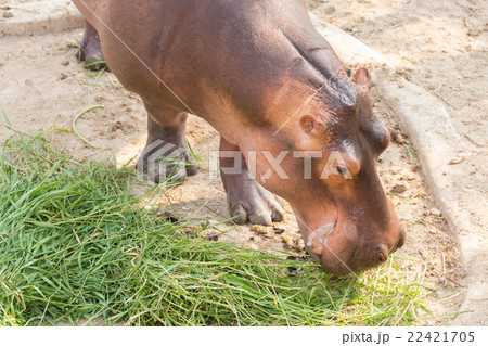 Hippopotamus standing on the ground. 22421705