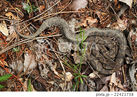 マムシ 22421738