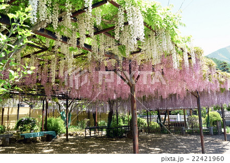 松本市　徳運寺の藤棚 22421960