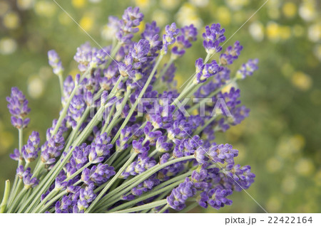 ラベンダー 22422164