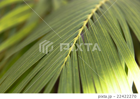 アレカ椰子の葉 アレカ椰子の葉 22422270