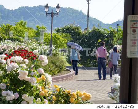 よしうみバラ公園 よしうみバラ公園 22422735