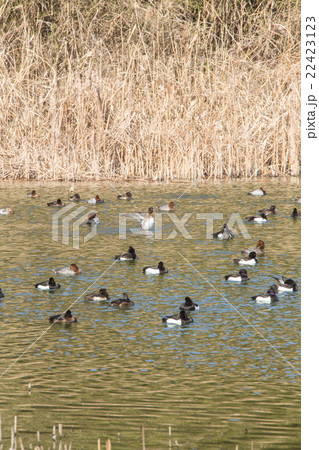キンクロハジロの群れ 22423123