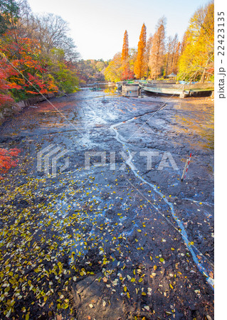 井の頭公園の掻い掘りの様子 22423135