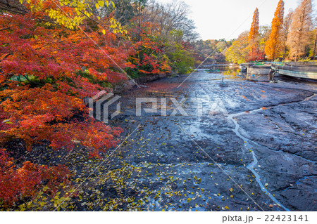 井の頭公園の掻い掘りの様子 22423141