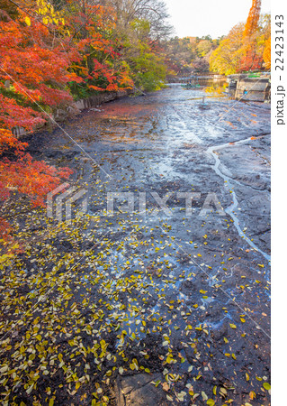 井の頭公園の掻い掘りの様子 22423143