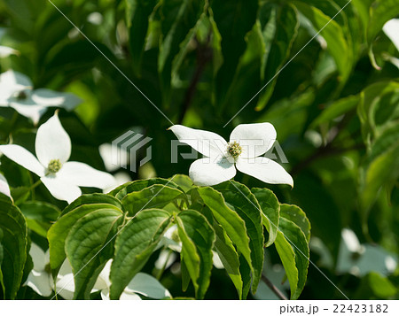 初夏に白い総包をつける山法師 22423182