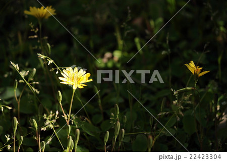 ジシバリの花 22423304