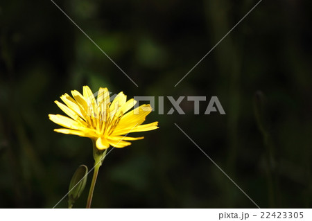 ジシバリの花 22423305