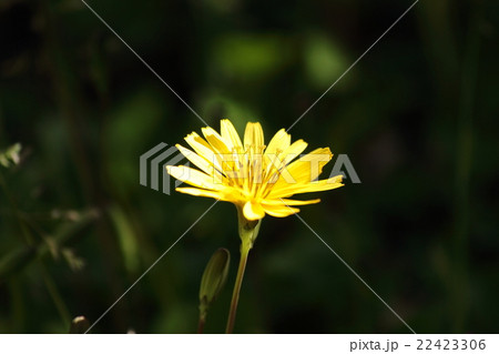 ジシバリの花 22423306