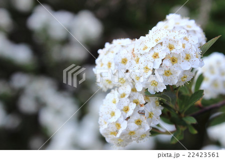 コデマリ 22423561