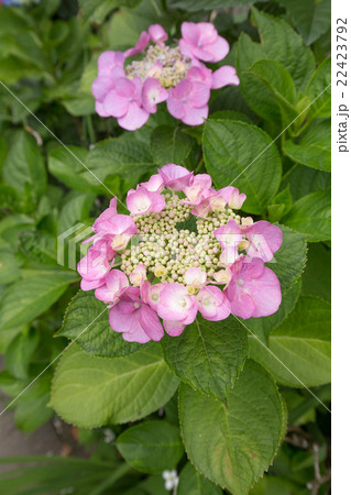 ピンクの額あじさい 額紫陽花 の写真素材