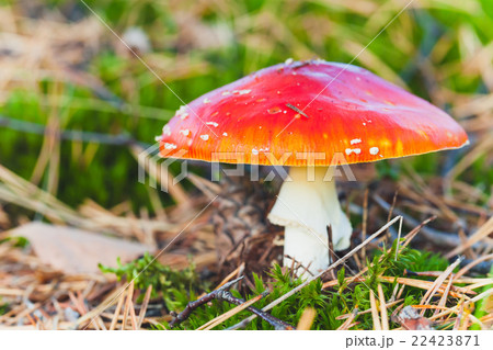 Bright red poisonous mushroom fly agaric Bright red poisonous mushroom fly agaric 22423871