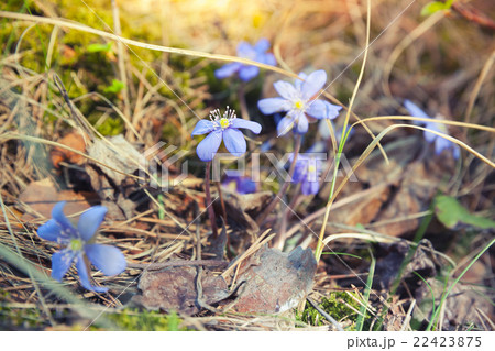 Blue Hepatica flowers in the forest, spring time 22423875