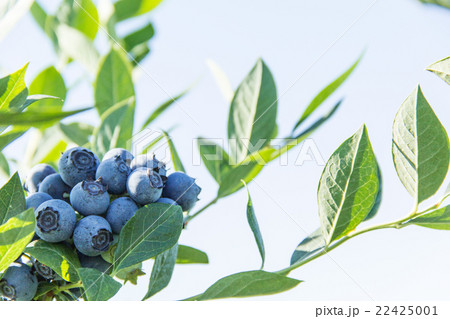 ブルーベリー（品種：スター）:Blueberry (cv. Star) 22425001
