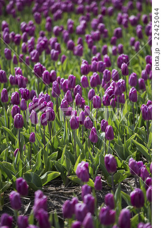 Purple tulips Purple tulips 22425044