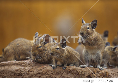rodent degu rodent degu 22425061