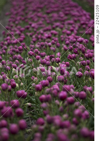 Purple tulips Purple tulips 22425109