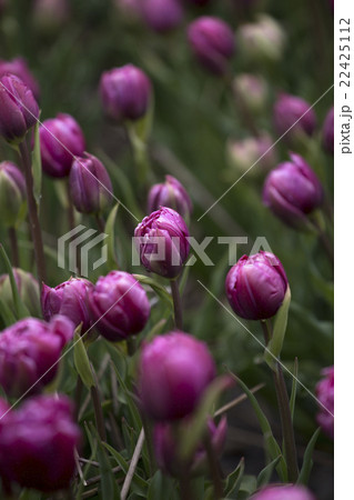 Purple tulips Purple tulips 22425112