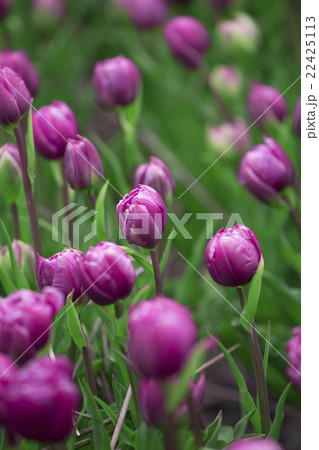 Purple tulips Purple tulips 22425113