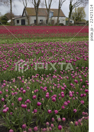 Purple tulips Purple tulips 22425114