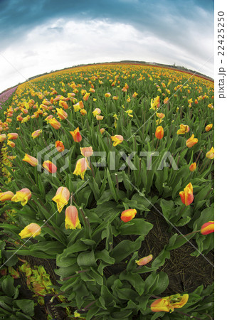 Rows of yellow tulips 22425250