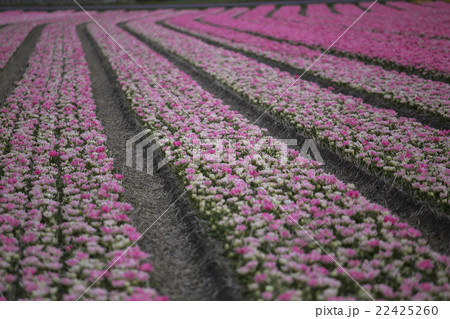 Purple tulips Purple tulips 22425260