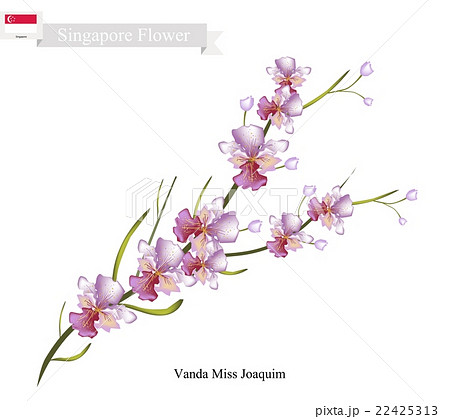Vanda Miss Joaquim, The National Flower 22425313
