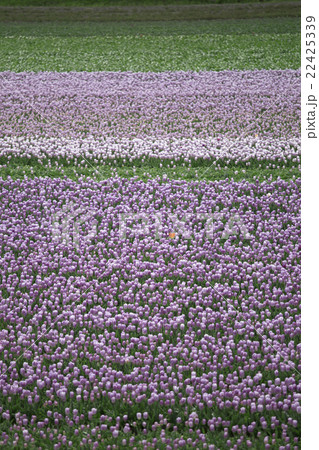 Purple tulips Purple tulips 22425339