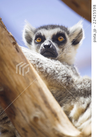 lemur 22425598