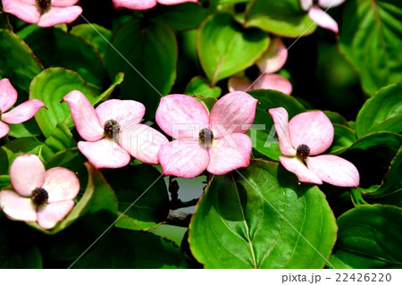 ベニバナヤマボウシ ベニバナヤマボウシ 22426220