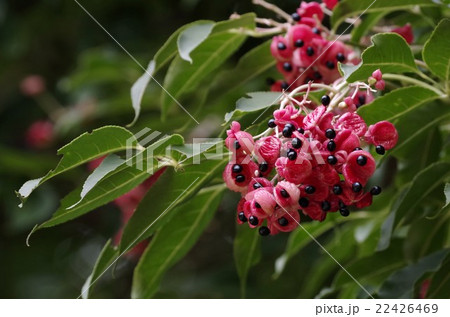 権萃（ゴンズイ） 22426469