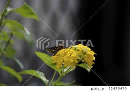 セセリチョウと黄色いランタナ 22426470