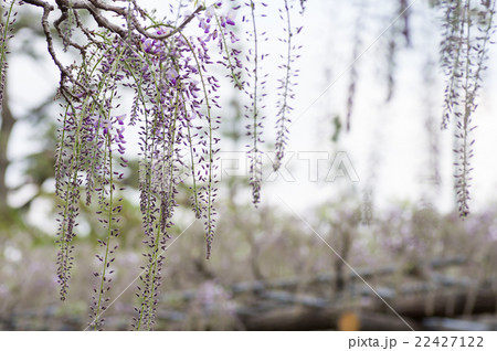 藤の花のつぼみ 22427122