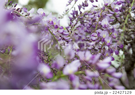 藤の花 藤の花 22427129