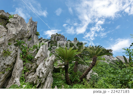 大石林山、ソテツとの奇岩、沖縄県国頭郡国頭村 22427185