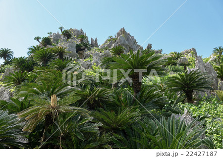 ソテツが群生する大石林山、沖縄県国頭郡国頭村 ソテツが群生する大石林山、沖縄県国頭郡国頭村 22427187