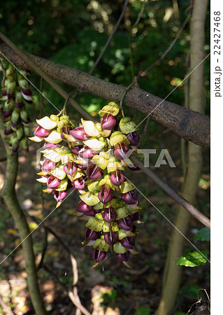 垂れ下がるマメ科植物のイルカンダ、大石林山、沖縄県国頭郡国頭村 22427468