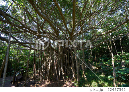 放射状に幹を張り出す御願（ウガン）ガジュマル、大石林山、沖縄最北部、超広角撮影 22427542