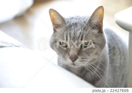 見つめる猫 見つめる猫 22427606