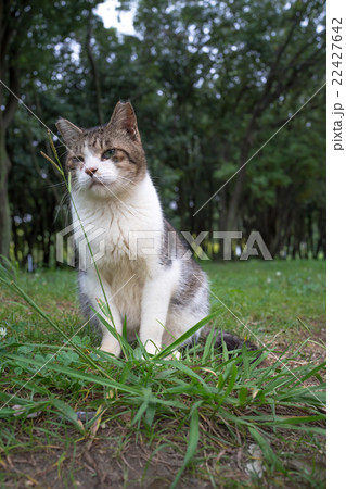 大地に立つのらねこ 22427642