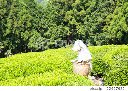 茶摘み シニア 仕事 茶畑 段々畑 緑茶 静岡 日本茶 新茶 茶摘み 新芽 春 夏 カテキン 山 の写真素材