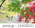 もみじ 22428221