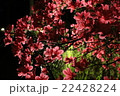 つつじ 22428224